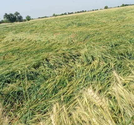 Crops damaged due to rain and hailstorm with strong winds in Punjab