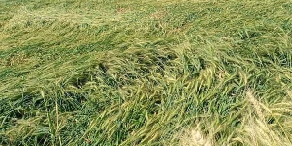 Crops damaged due to rain and hailstorm with strong winds in Punjab