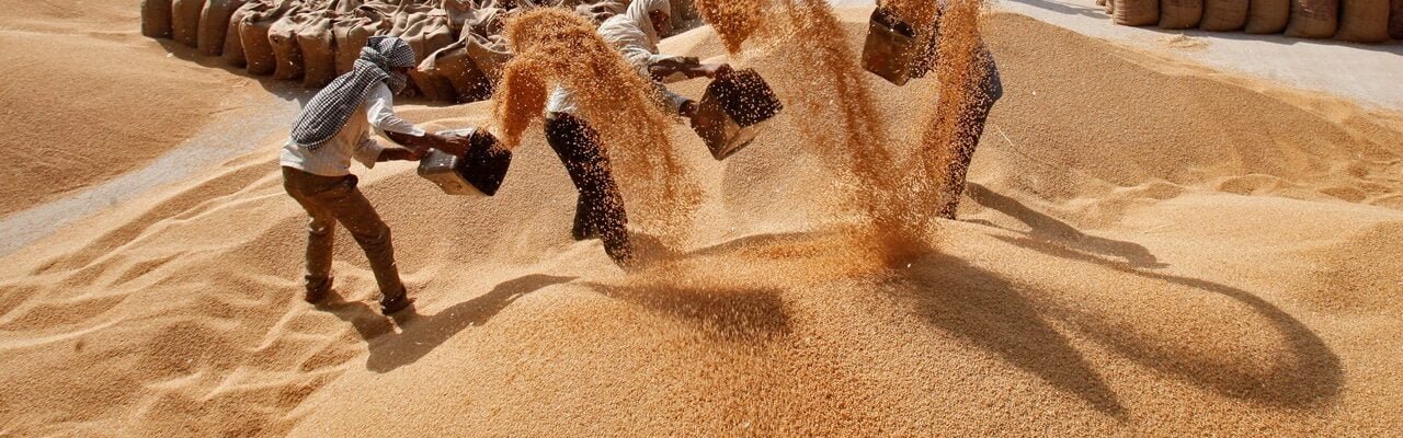 govt has so far purchased more than 196 lakh tonnes of wheat in the current marketing year 2024-25