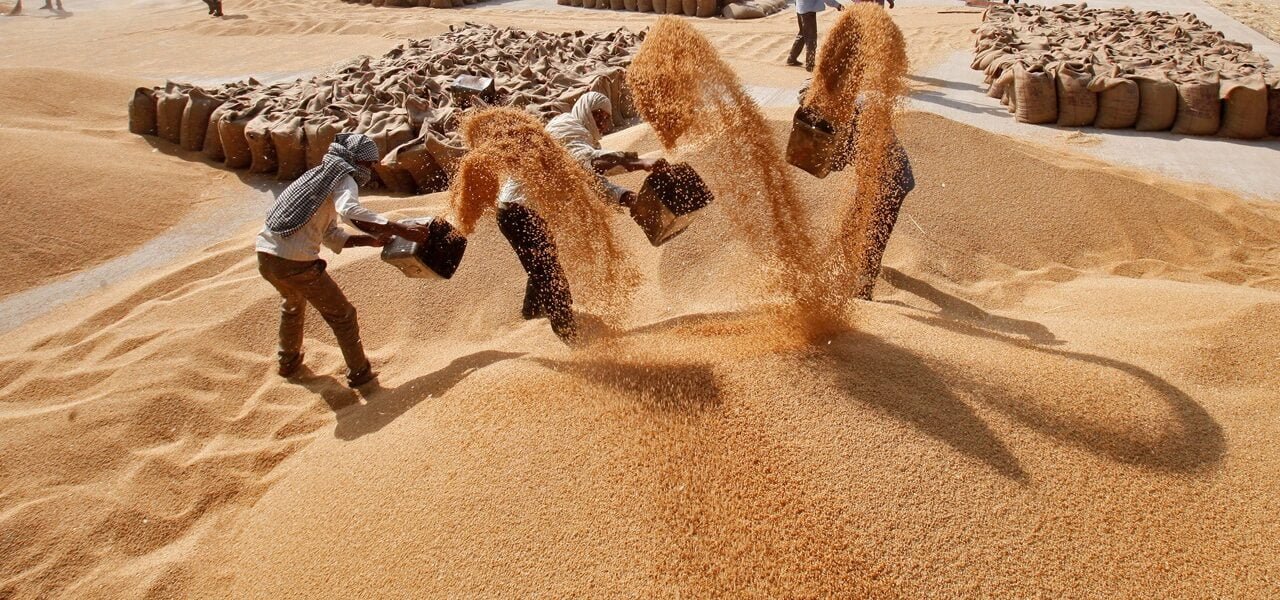 govt has so far purchased more than 196 lakh tonnes of wheat in the current marketing year 2024-25