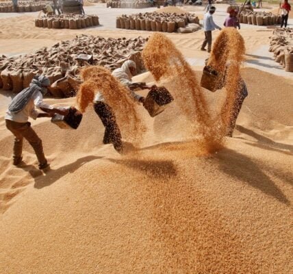 govt has so far purchased more than 196 lakh tonnes of wheat in the current marketing year 2024-25