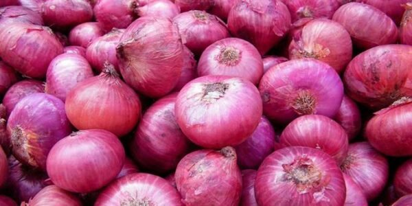 onion export