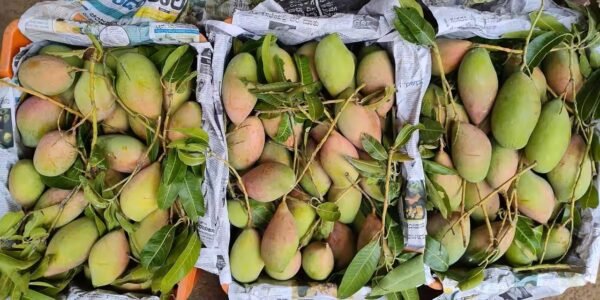 FSSAI cautions fruit traders to ensure compliance of not using calcium carbide in ripening fruits