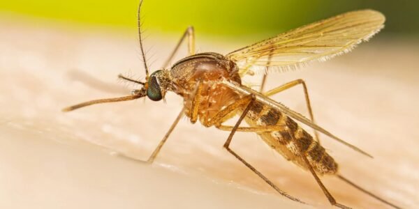 Kerala govt warns all districts to remain alert after West Nile fever cases confirmed in three districts of the state