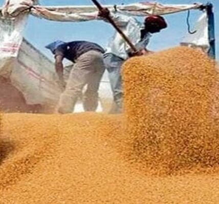 wheat
