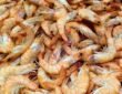 India's seafood exports