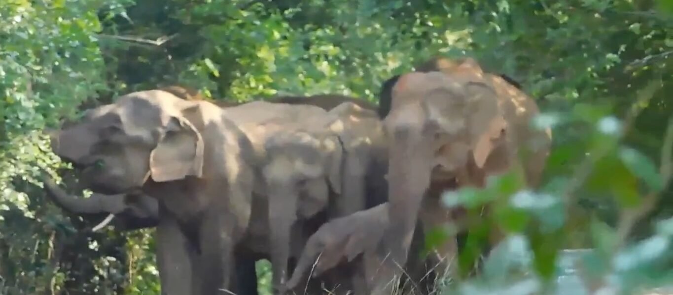 number of elephants in Odisha has increased to 2098 this year as compared to 2017