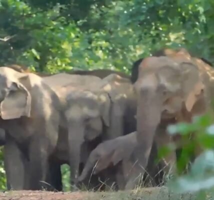 number of elephants in Odisha has increased to 2098 this year as compared to 2017