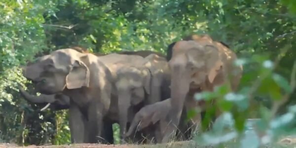 number of elephants in Odisha has increased to 2098 this year as compared to 2017