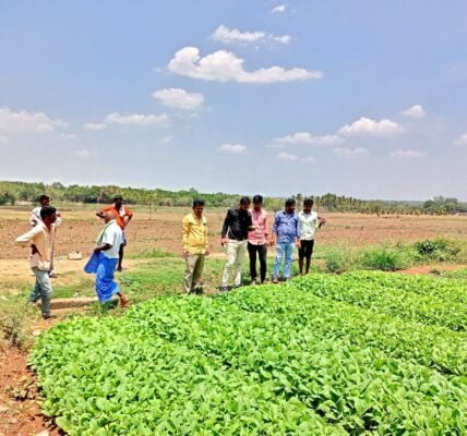 Allowing Sale of Excess FCV Tobacco Produced by Registered Growers on the Auction Platforms in Andhra Pradesh for 2023-24 Crop Season