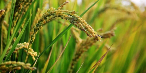 Kharif crop