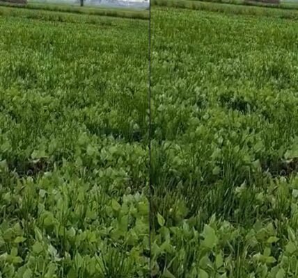 Urad sowing area reached 5.37 lakh hectares, NCCF and NAFED started pre-registration of urad growing farmers