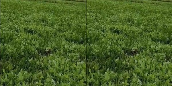 Urad sowing area reached 5.37 lakh hectares, NCCF and NAFED started pre-registration of urad growing farmers