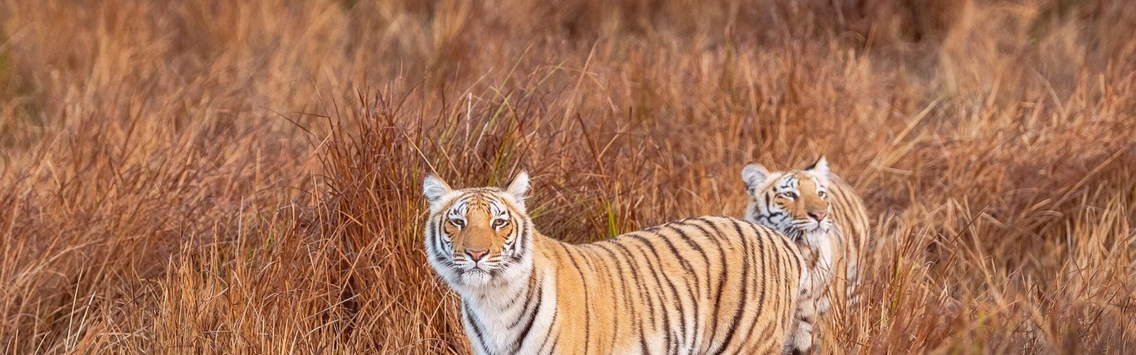 Tiger siblings in Jim Corbett National Park, Uttarakhand, India