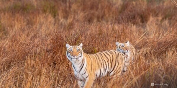 Tiger siblings in Jim Corbett National Park, Uttarakhand, India