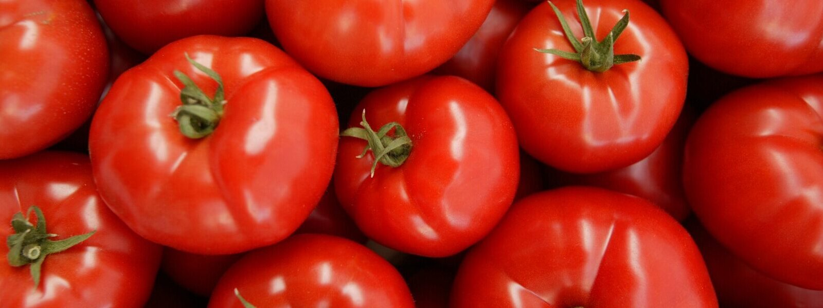 Tomato