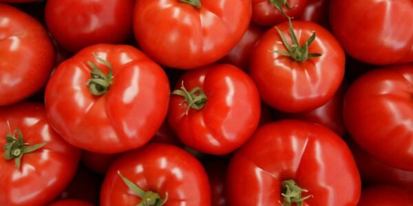 Tomato