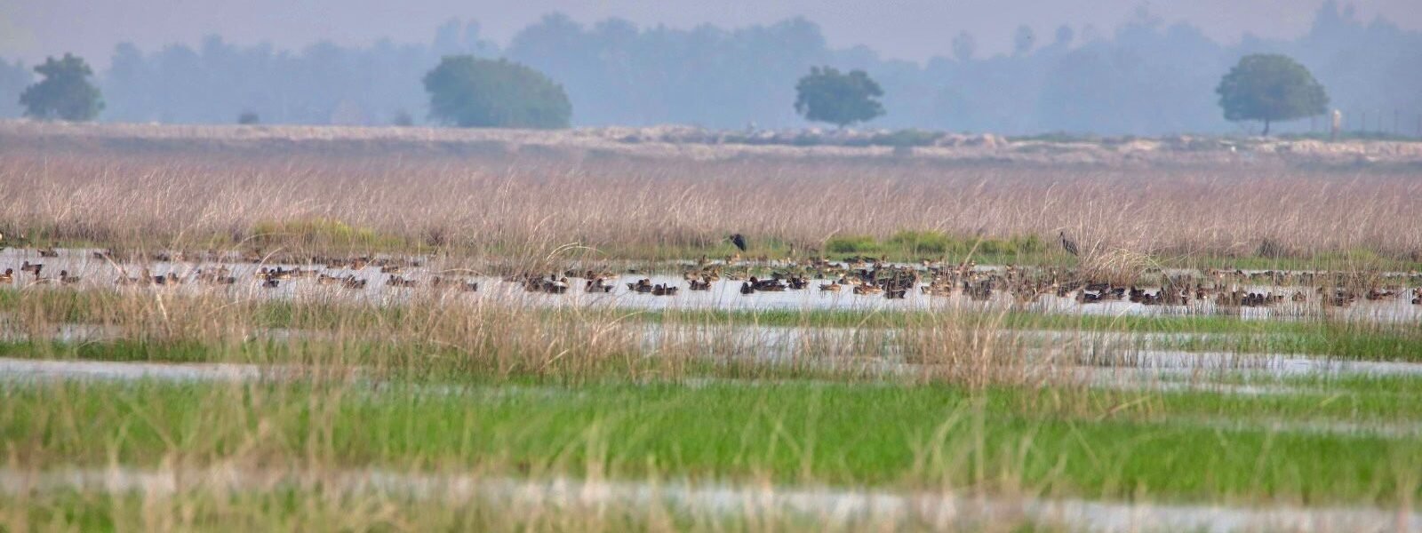 3 more wetlands added to the list of Ramsar sites - Union Environment Minister Bhupendra Yadav