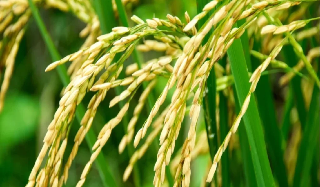 Kharif crops