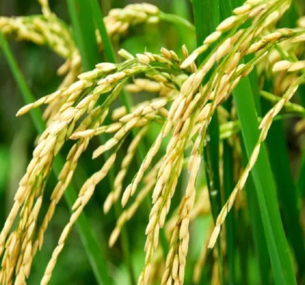 Kharif crops