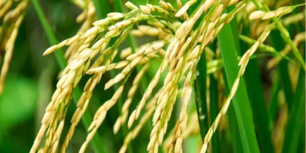 Kharif crops