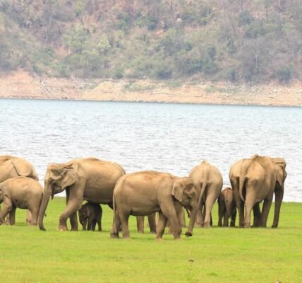 On World Elephant Day, PM Modi expressed commitment to protect elephants