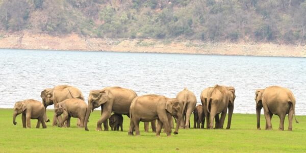 On World Elephant Day, PM Modi expressed commitment to protect elephants