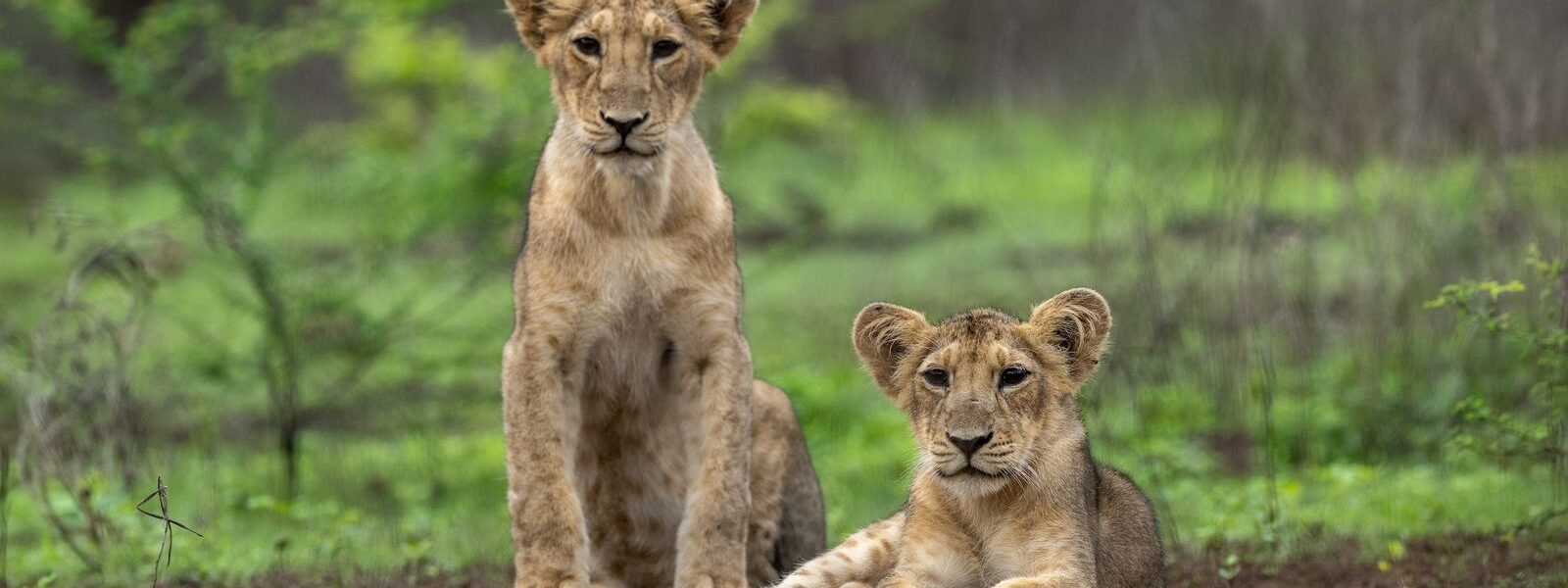 On World Lion Day today, PM Modi praised all those involved in the conservation and protection of lions