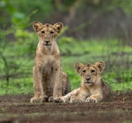 On World Lion Day today, PM Modi praised all those involved in the conservation and protection of lions