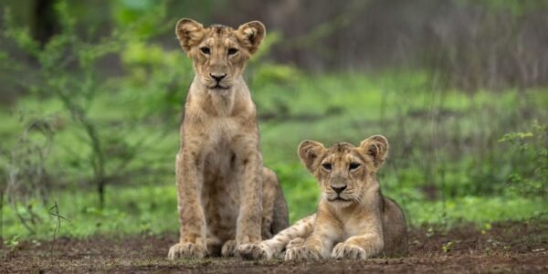 On World Lion Day today, PM Modi praised all those involved in the conservation and protection of lions