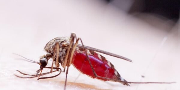 Zika virus confirmed in seven more patients in Pune city of Maharashtra
