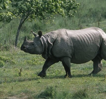 On the occasion of World Rhino Day, PM Modi reiterated India's commitment to protect rhinos