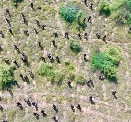 Union Environment Minister congratulates 128 Battalion Ecology Task Force of Territorial Army for creating world record by planting more than 5 lakh saplings in one hour