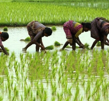 quintal bonus for paddy