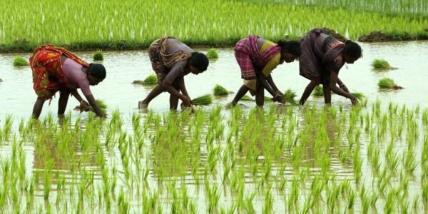 quintal bonus for paddy