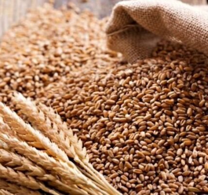wheat stock