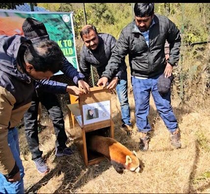 Red Panda Programme of Padmaja Naidu Himalayan Zoo, Darjeeling Selected as Finalist for 2024 WAZA Conservation Prize