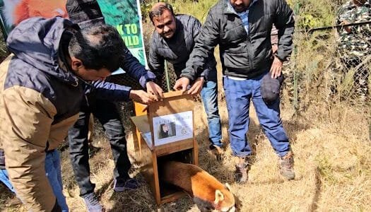 Red Panda Programme of Padmaja Naidu Himalayan Zoo, Darjeeling Selected as Finalist for 2024 WAZA Conservation Prize