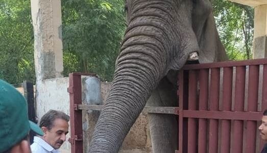Union Minister of State Kirtvardhan Singh reached the zoo, inspected the enclosure of African elephant 'Shankar'