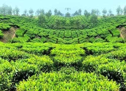 india tea exports