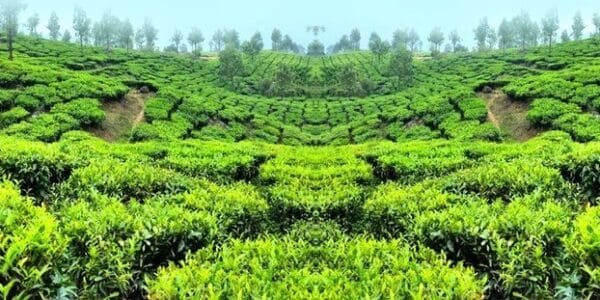 india tea exports