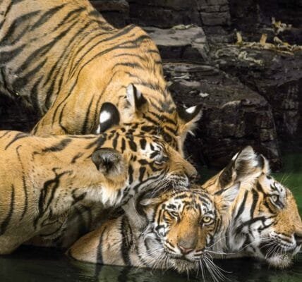 Central Government notified Guru Ghasidas-Tamor Pingla of Chhattisgarh as the 56th Tiger Reserve of the country