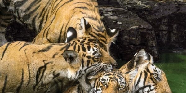 Central Government notified Guru Ghasidas-Tamor Pingla of Chhattisgarh as the 56th Tiger Reserve of the country