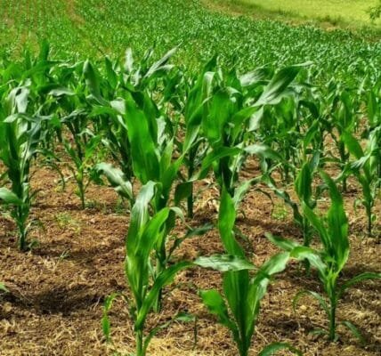 National Mission on Natural Farming