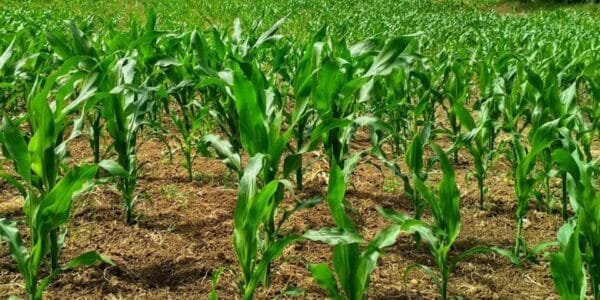 National Mission on Natural Farming