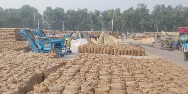 paddy in Punjab