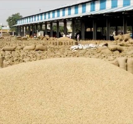 During Kharif marketing season 2024-25, about 172 LMT paddy was procured from farmers in Punjab