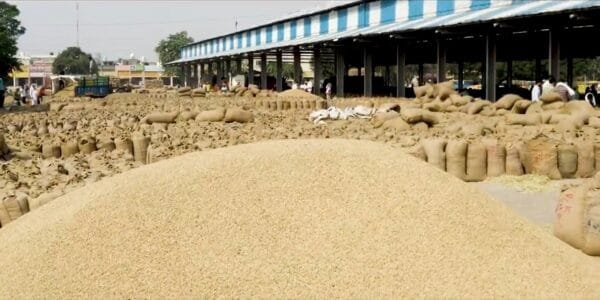 During Kharif marketing season 2024-25, about 172 LMT paddy was procured from farmers in Punjab