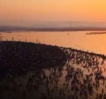 In Prayagraj Maha Kumbh, devotees took holy dip and offered prayers on the occasion of Maghi Purnima