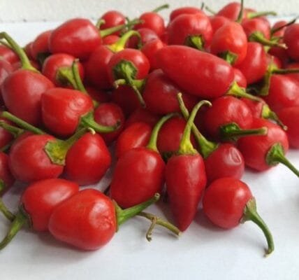 APEDA facilitates export of GI-tagged chilli from Sikkim to Solomon Islands